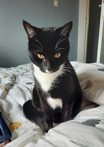 a picture of a tuxedo cat